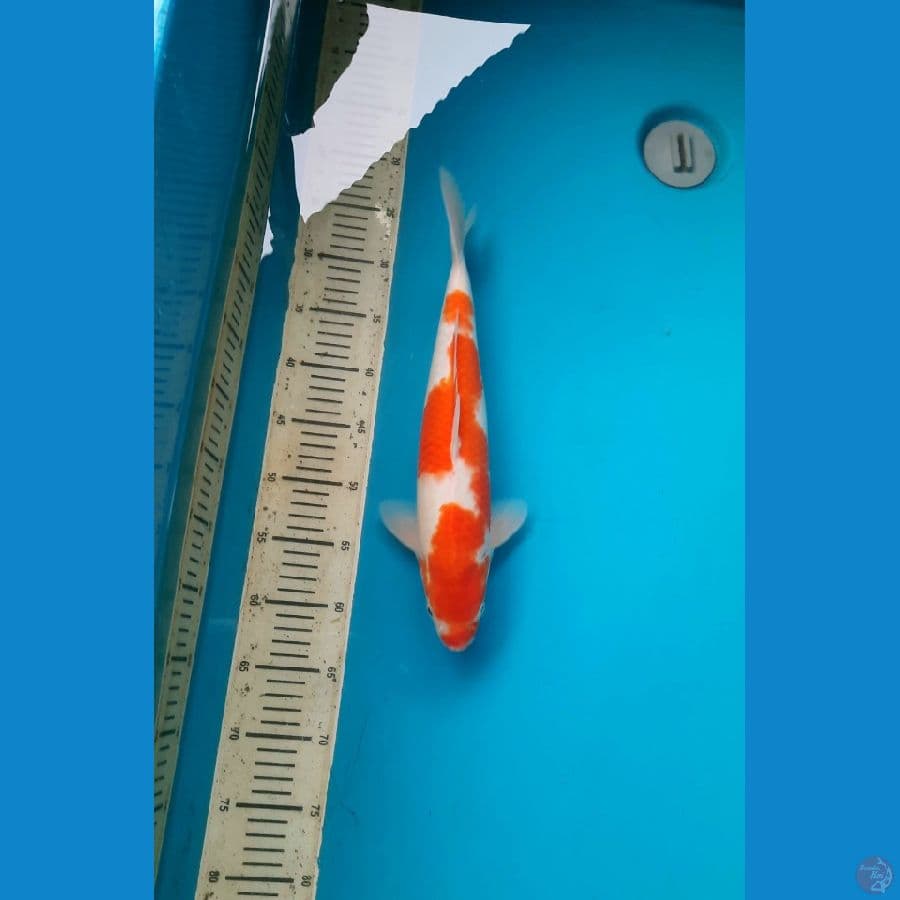 38cm Kohaku Male