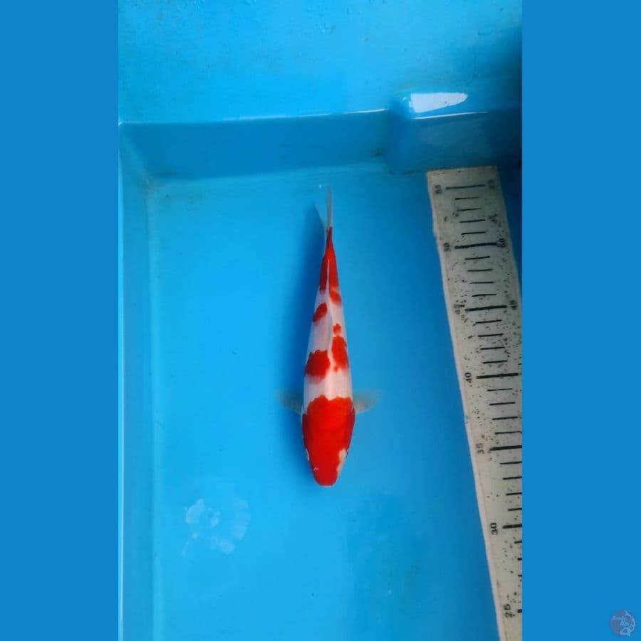 Kohaku 21cm