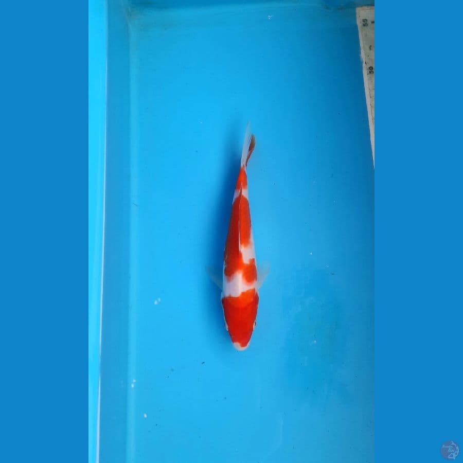 Kohaku 18cm