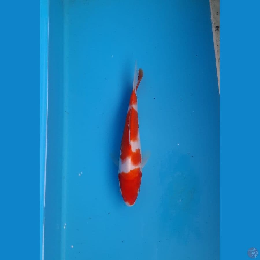 Kohaku 17cm