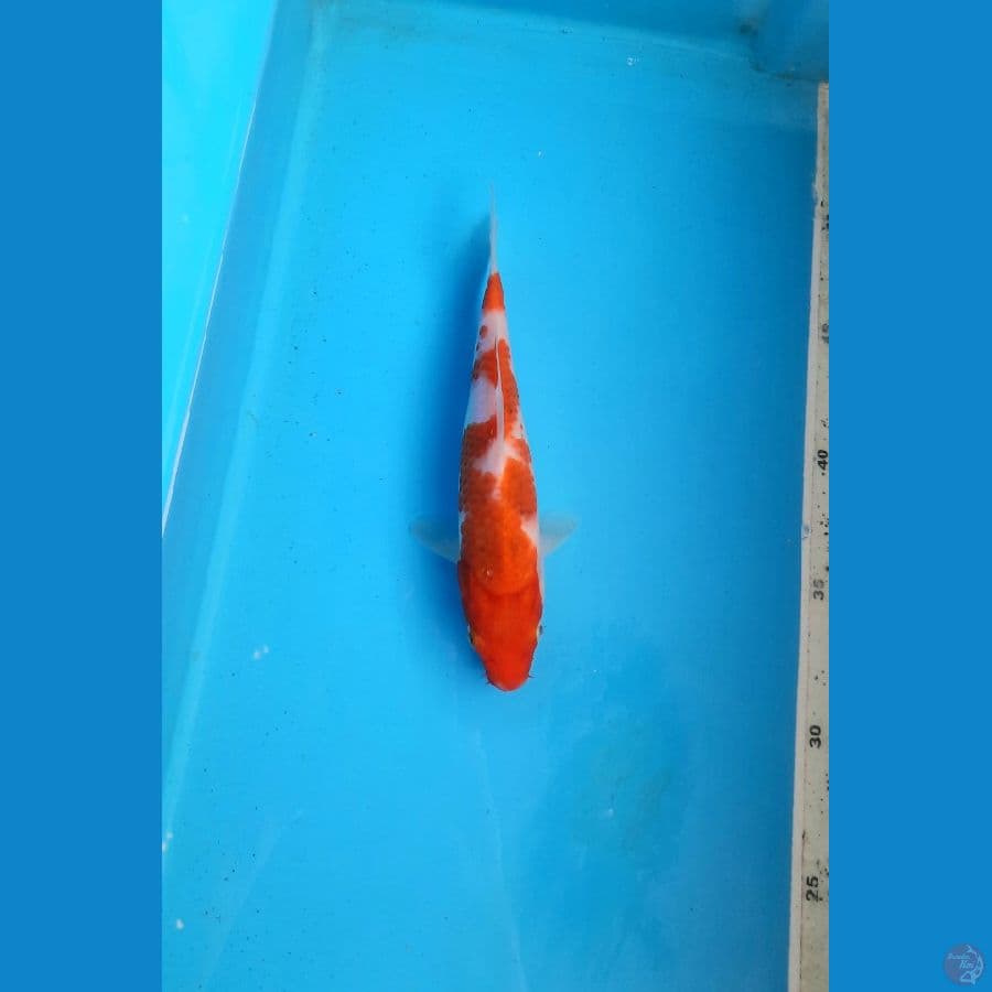 koromo 17cm
