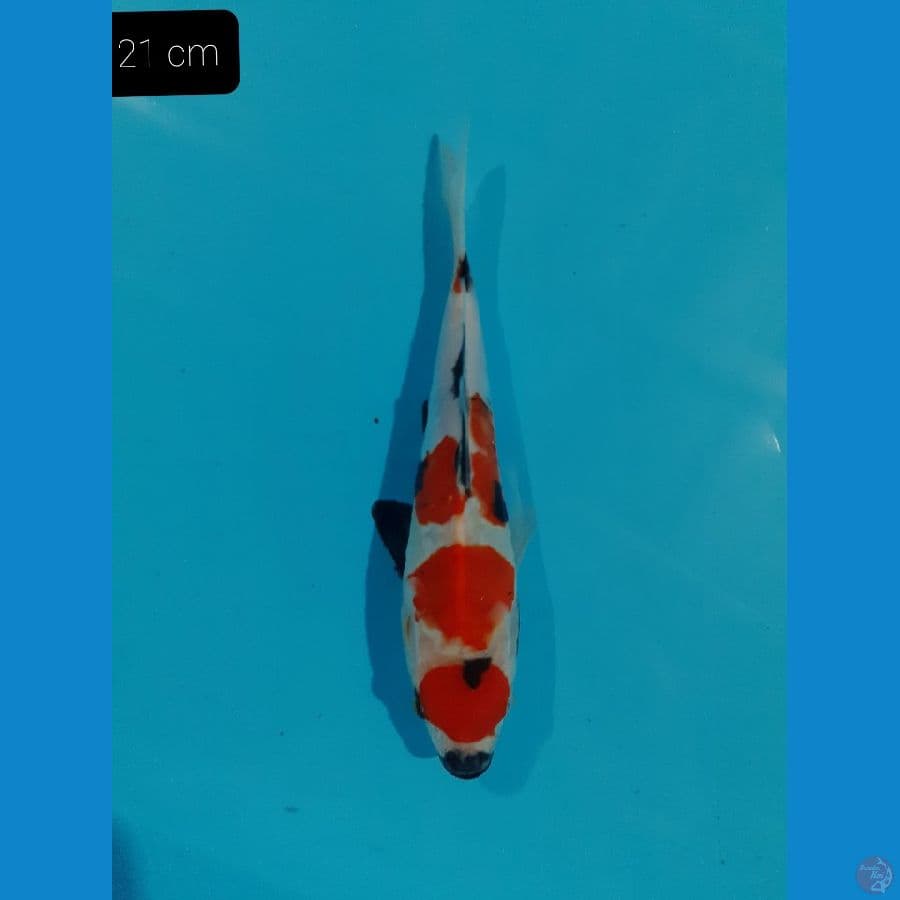 Maruten Showa 21 cm