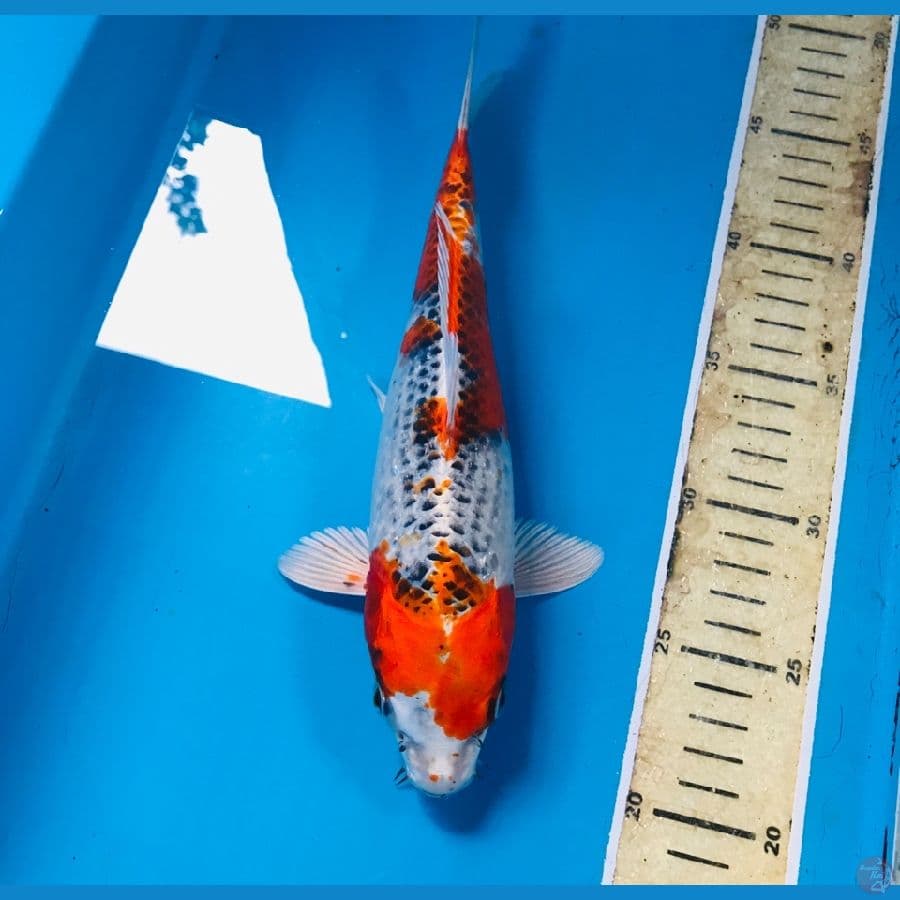kujaku, 26 cm