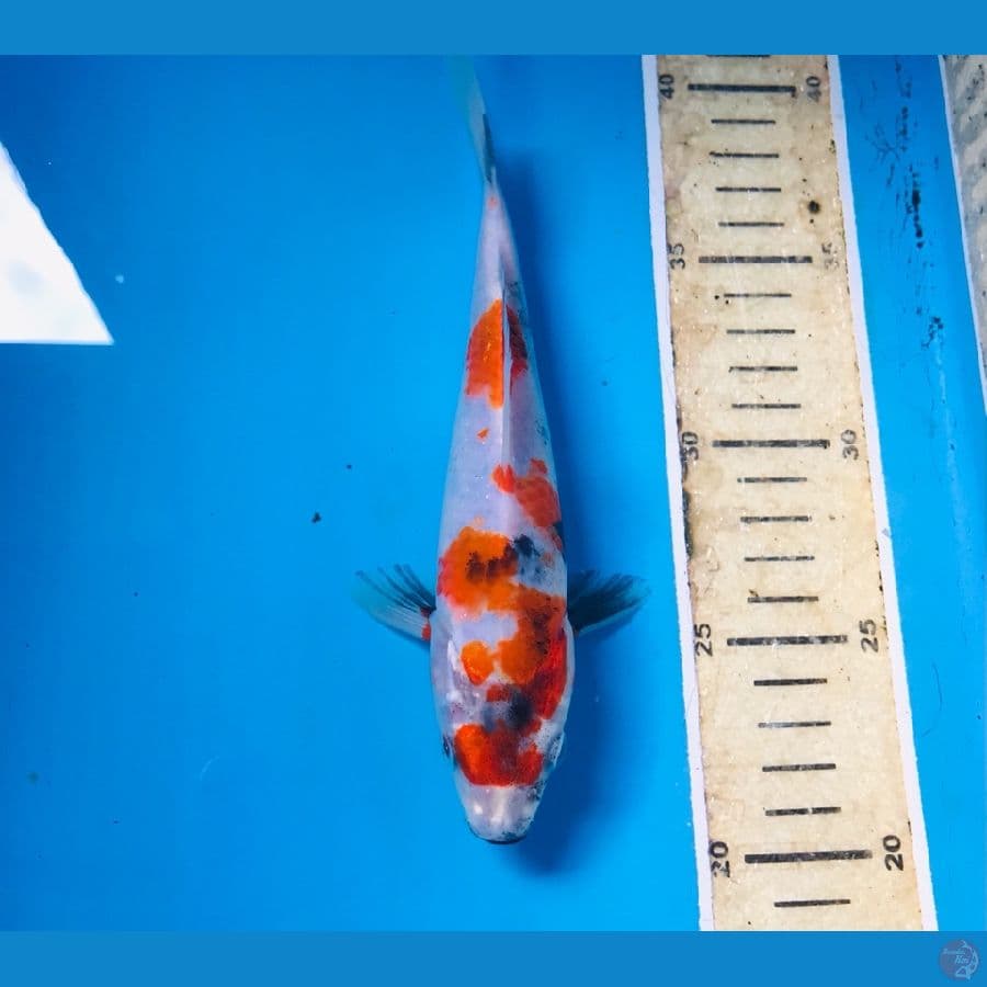 showa, 19 cm