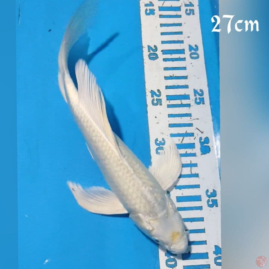 KUMPAY PLATINUM27cm