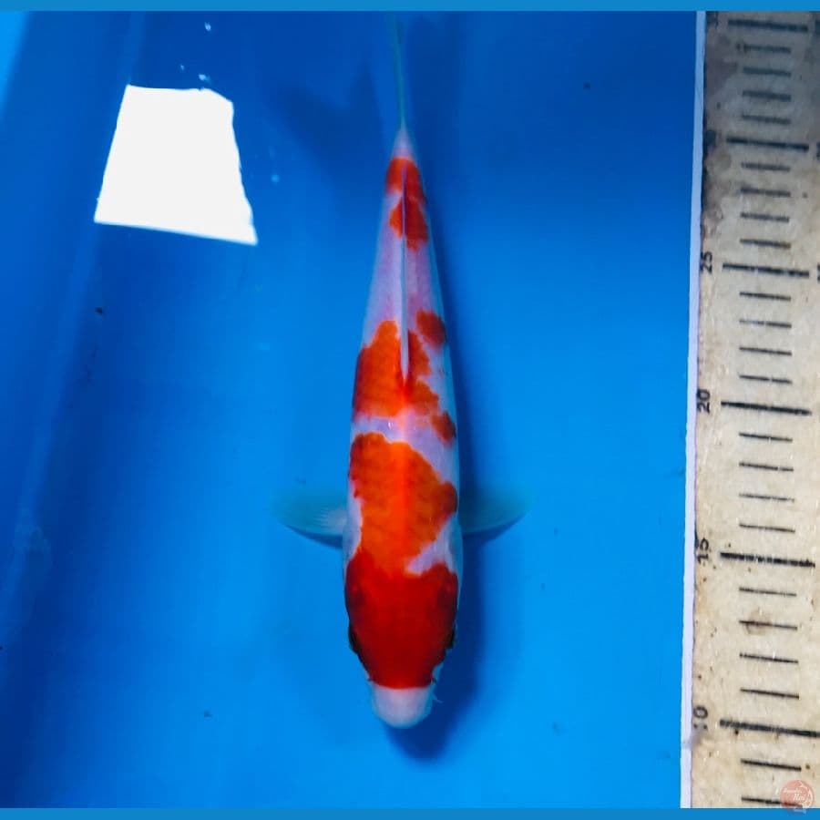 kohaku, 24 cm