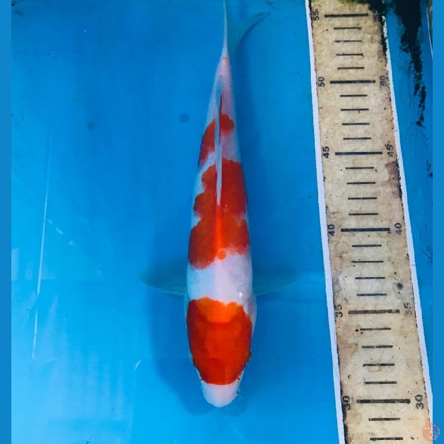 kohaku, 25 cm