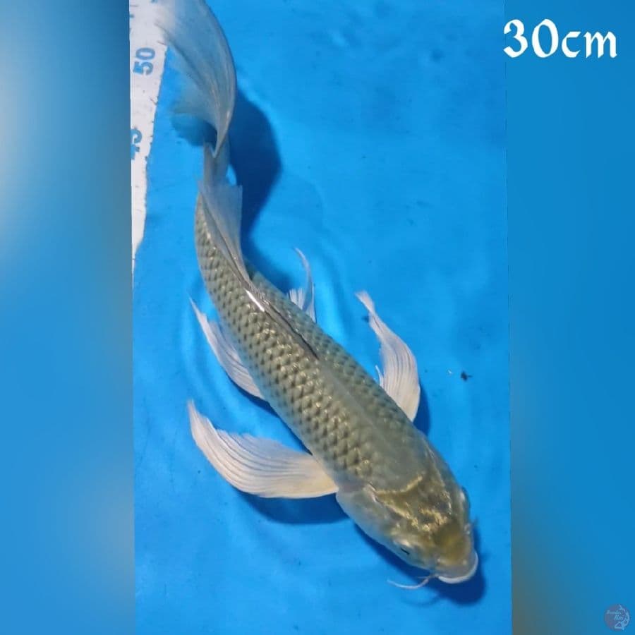 kumpay SORAGOI 30CM