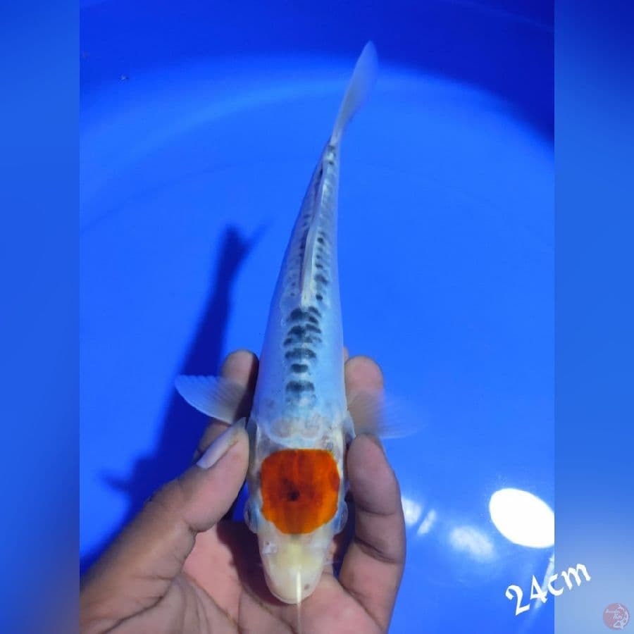 TANCO KUKAKU 24CM