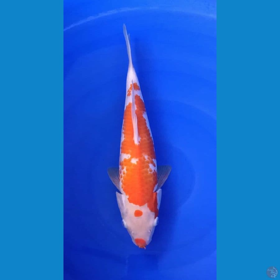 Kohaku Kanoko 35cm Male