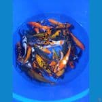 mix koi