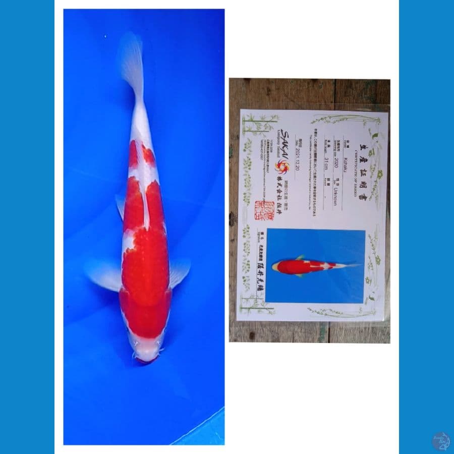 Kohaku Sakai