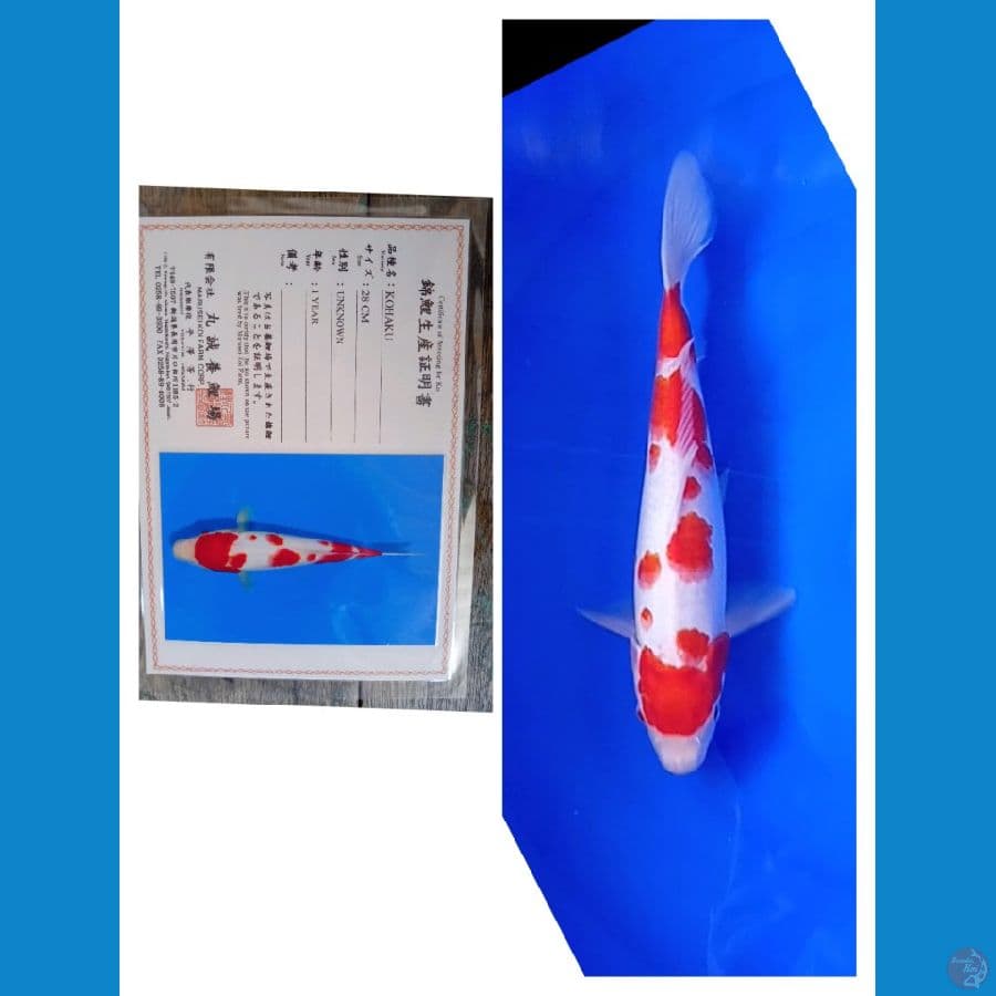 Kohaku Marusei