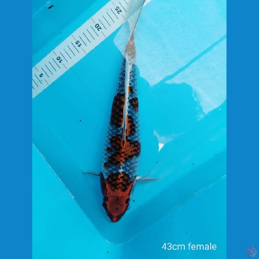 Kujaku 43 cm