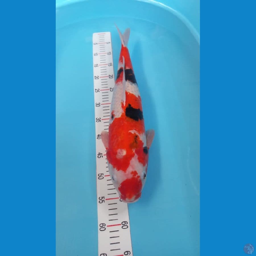 Showa 53 cm
