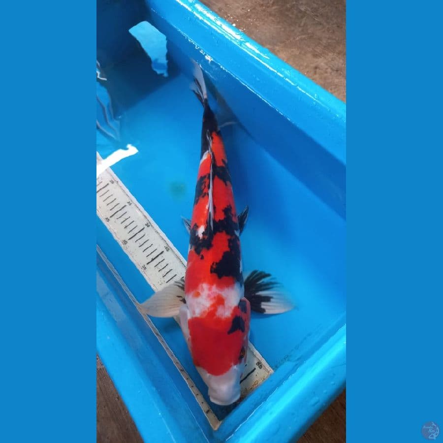 Showa 47 cm