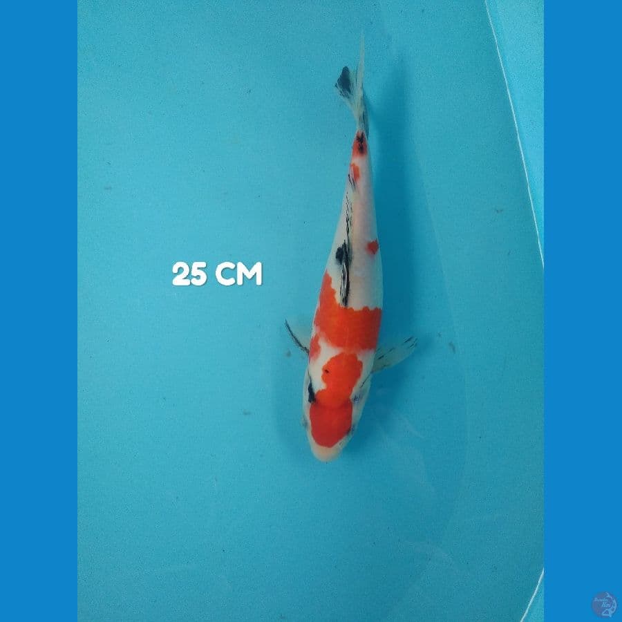 maruten sanke 25 cm