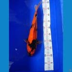 hi 38 cm