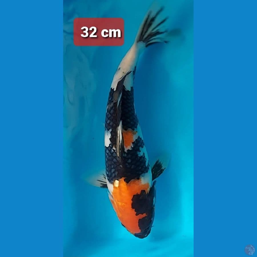 showa 32cm