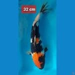 showa 32cm