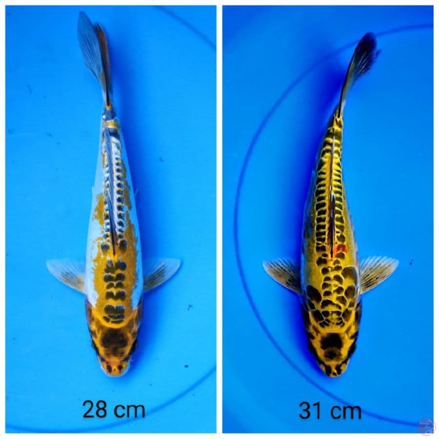 kiko 28-31 cm