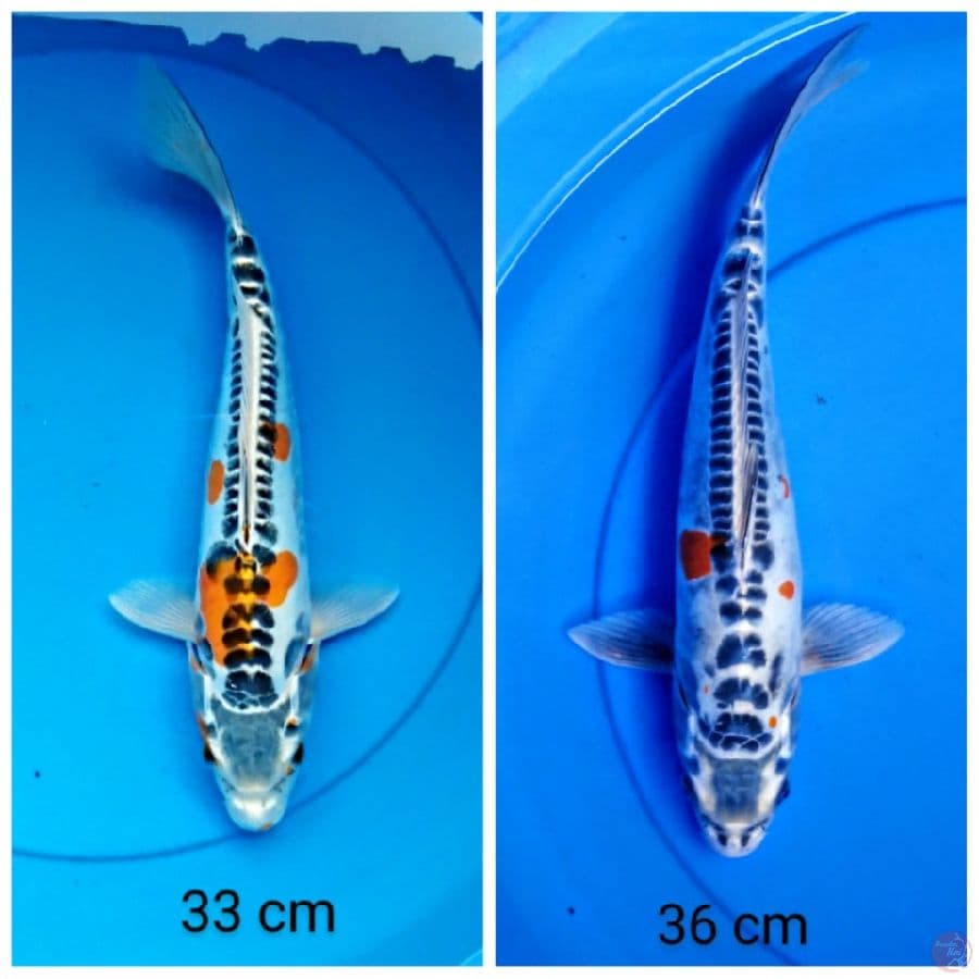 kiko 33-36 cm