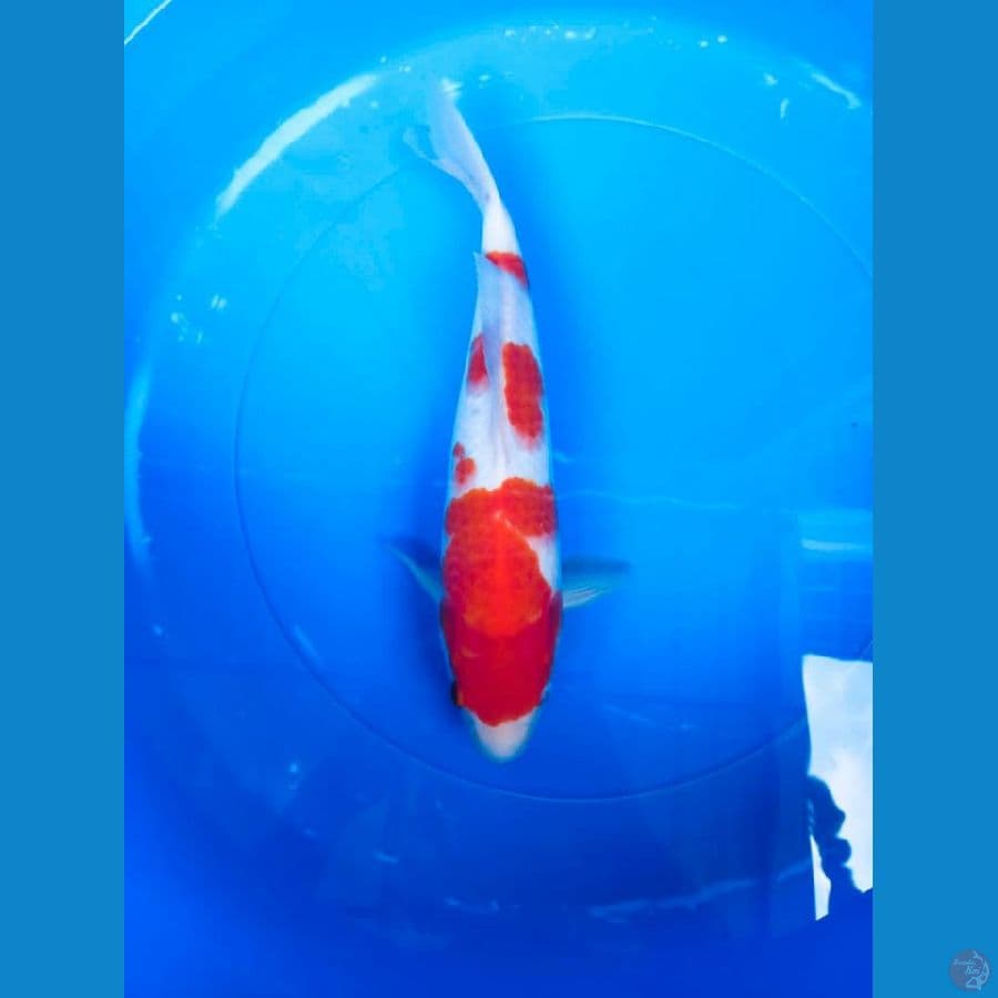 31 cm jantan original