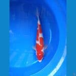 33 cm jantan original