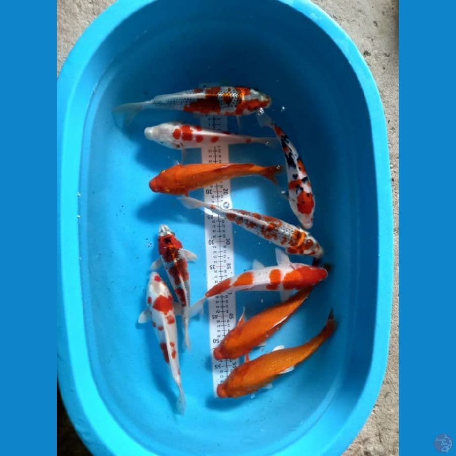 mix 10 ekor 25-29 cm