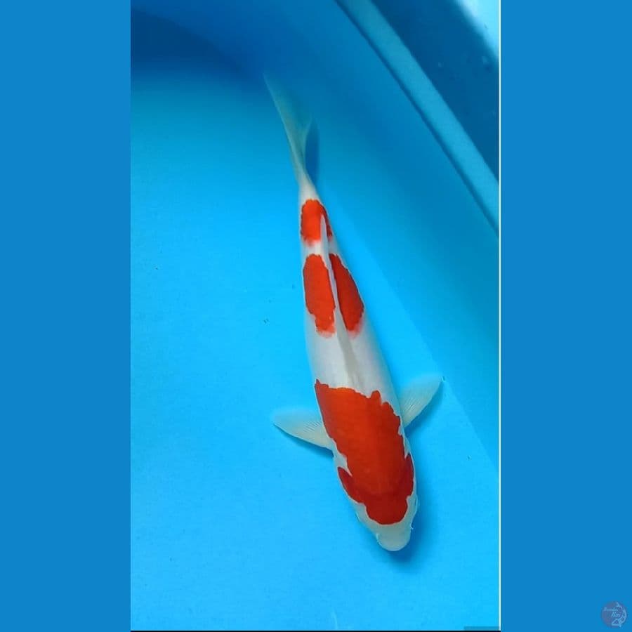 Kohaku