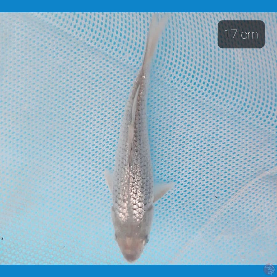 ginrin padat 17 cm