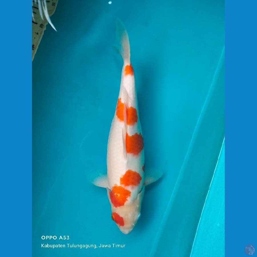 kohaku 38cm F