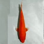 akahajiro corn tembus pandang