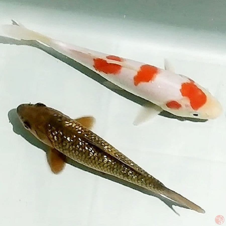minion kohaku, cagoi ginrin