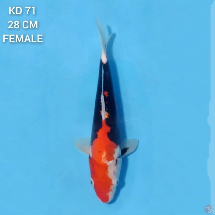 Beni Kumonryu Halus 28cm Female