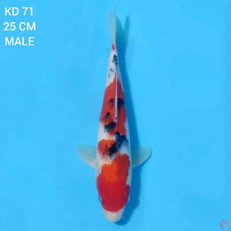 Taisho Sanke Original 25cm Male