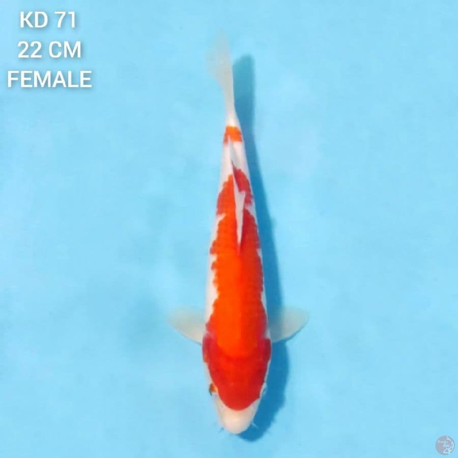kohaku murni