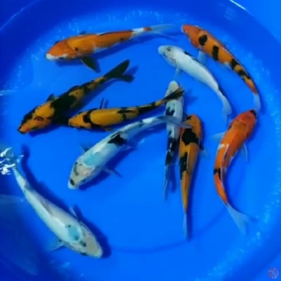 Paket 10 Ekor 16-20cm