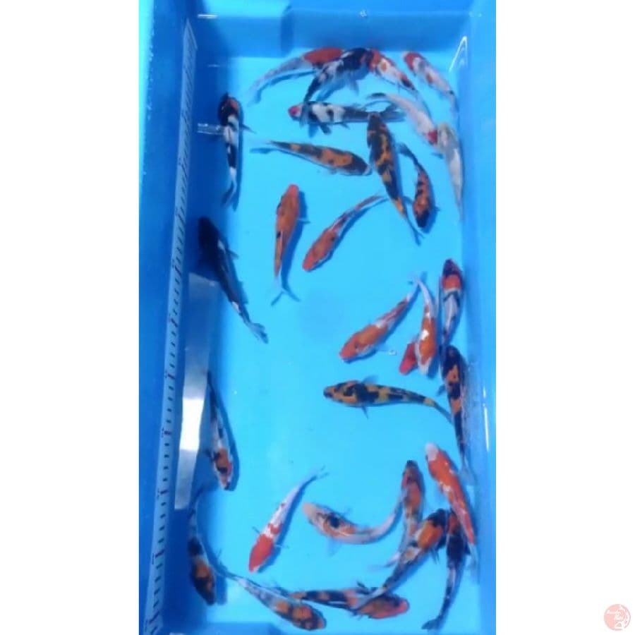 Paket 30 Ekor 10-13cm