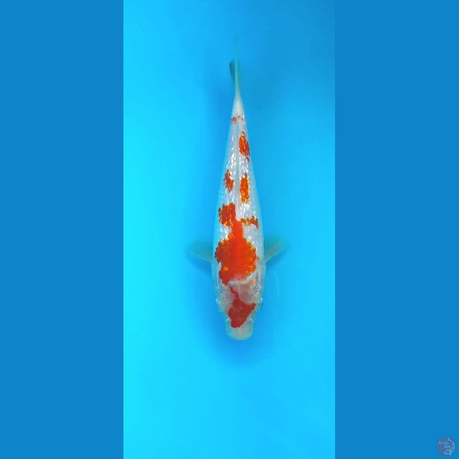 KOHAKU GINRIN 20 CM