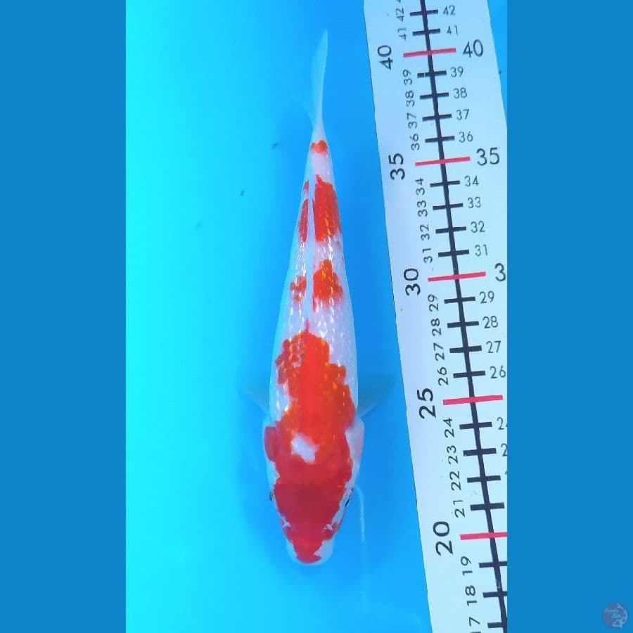 KOHAKU GINRIN 20 CM