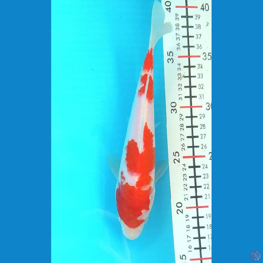 KOHAKU 20 CM