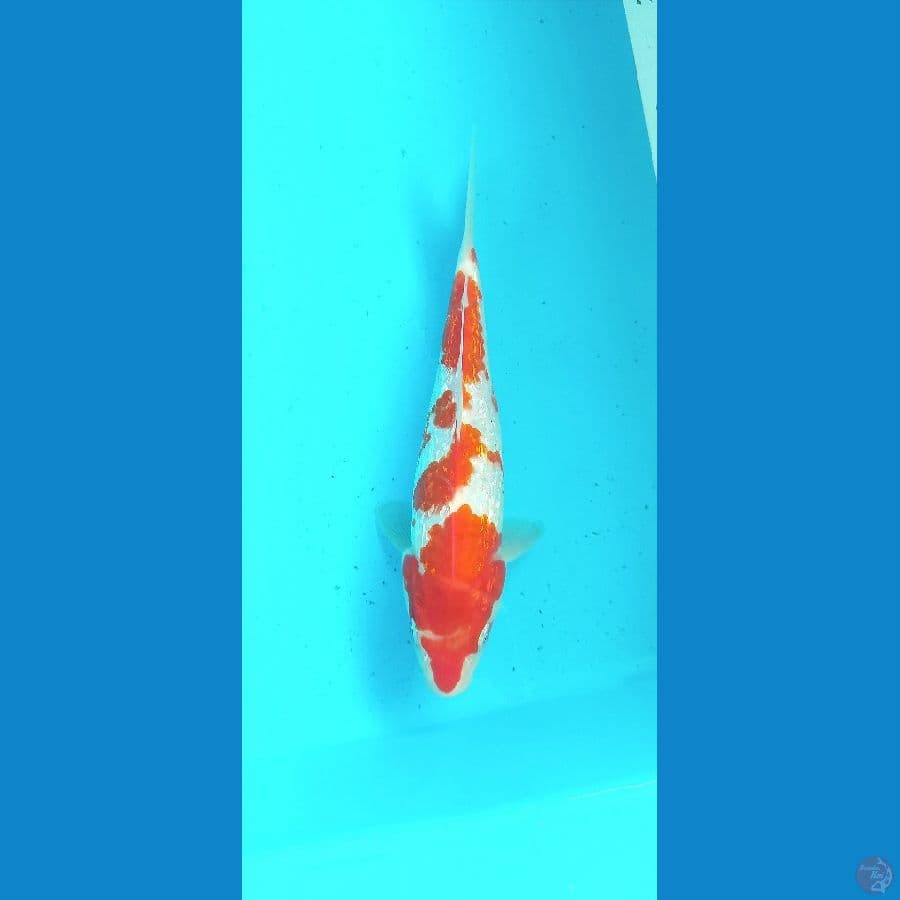 KOHAKU GINRIN 19 CM
