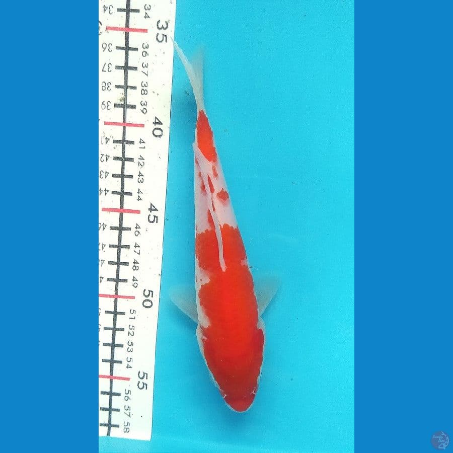 KOHAKU 20 CM