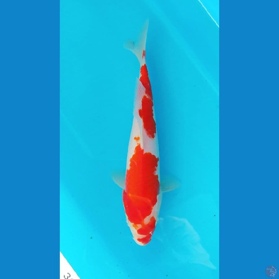 KOHAKU 20 CM 