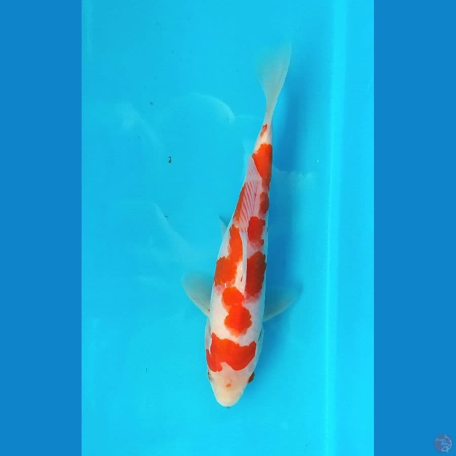 KOHAKU 19 CM