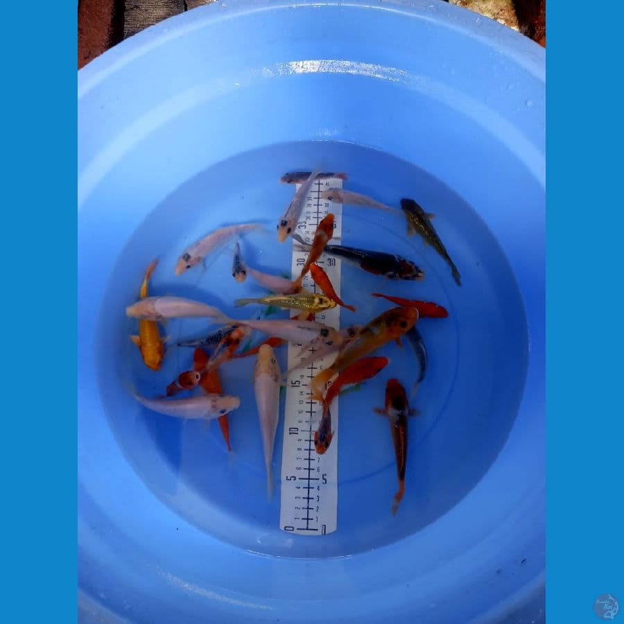 mix koi
