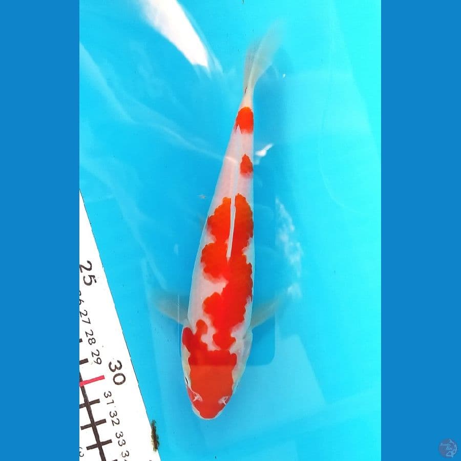 KOHAKU 18 CM