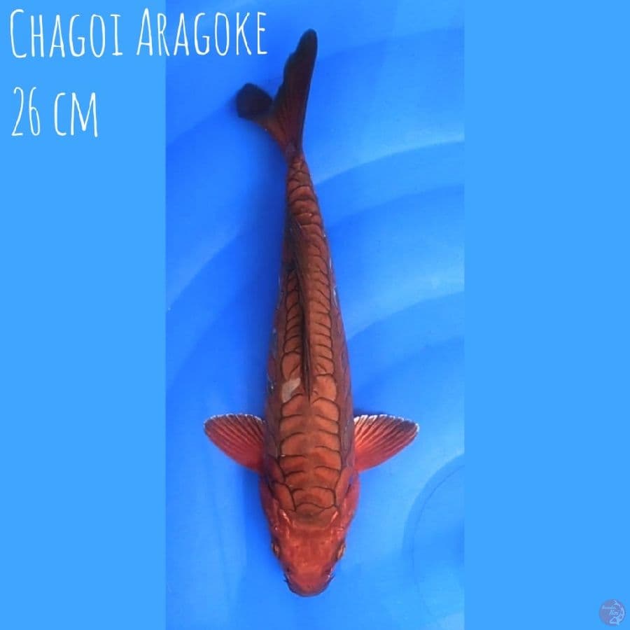 Chagoi Aragoke 26 cm