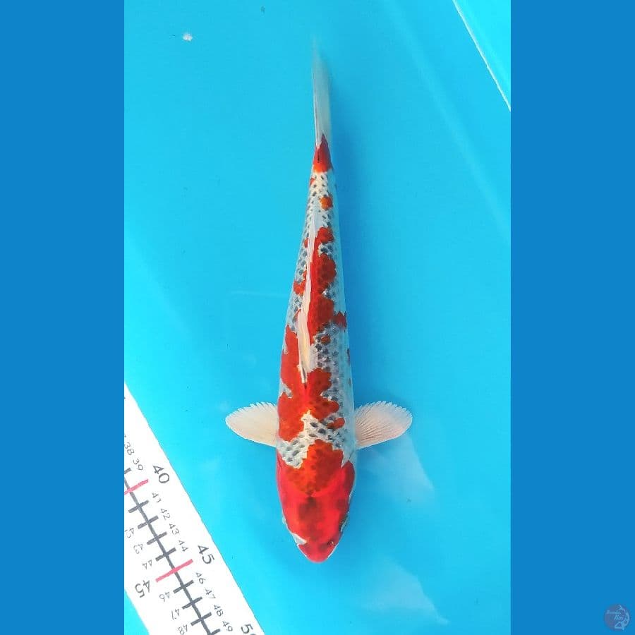 KUJAKU 26 CM 